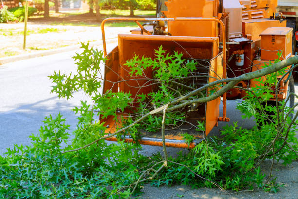 Best Storm Damage Tree Cleanup  in Princeton, KY