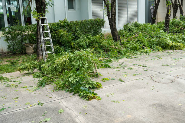 Trusted Princeton, KY Tree Services Experts