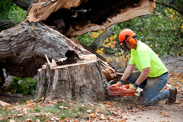 Best Tree Health Inspection  in Princeton, KY